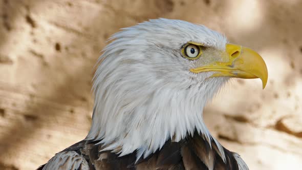 Bald Eagle Screaming Close-up alt