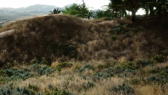 Sunset Beams Through Palm Trees alt