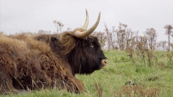 Close Up of Highland Cattle Lying on the Grass alt