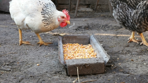 Free Range Chickens Hens Pecking Corn And Food