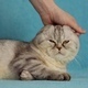 The Girl Caresses Her Cat - VideoHive Item for Sale