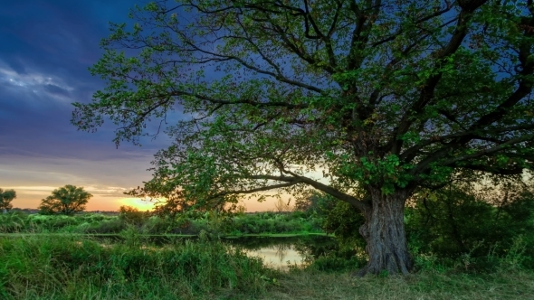 Moving Clouds Behind a Single Big Oak Tree alt
