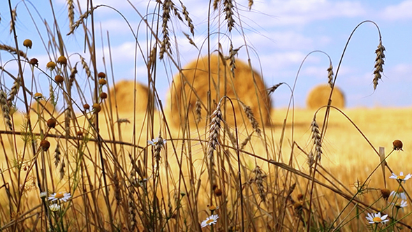 Ears of Wheat and Hay Bales