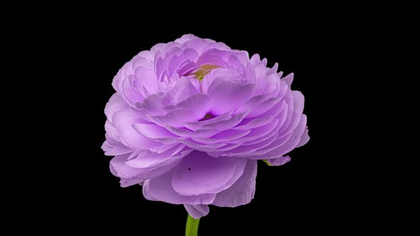 Beautiful Velvet Violet Ranunculus Blooming on Black Background alt