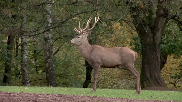 Male Red Deer In The Wild