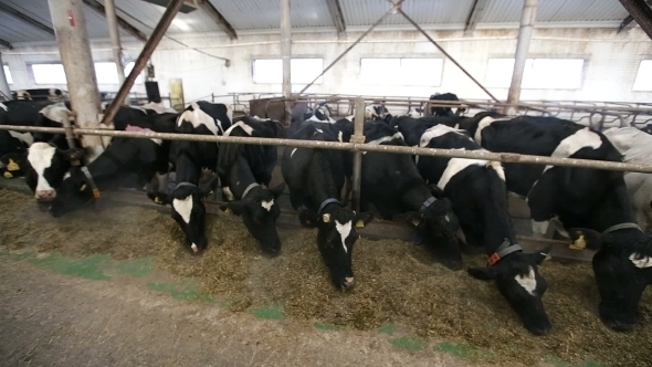 Cows Eat Silage On a Farm