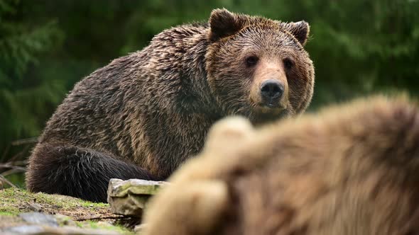 Lazy brown bear in a nature park, a bear resting on a rock, the life of wild forest predators.