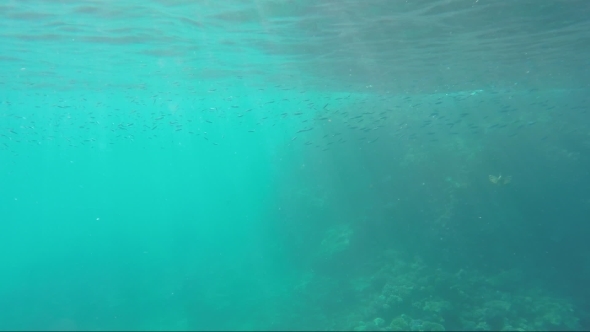 Water Surface With Sunlight Underwater alt