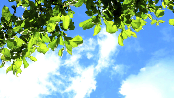 Green Leaves on the Sky and Clouds Background alt