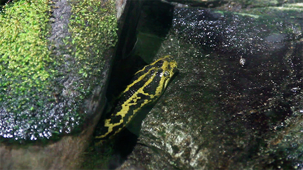 Anaconda Snake in Water