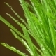 Grass With Splashes Of Water - VideoHive Item for Sale