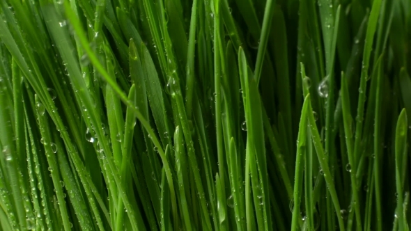 Grass With Splashes Of Water, Stock Footage | VideoHive