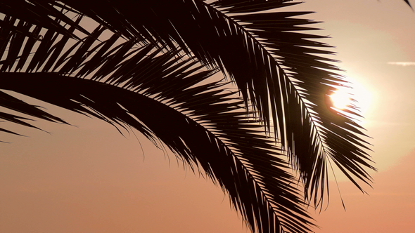 Palm Leaves Silhouette