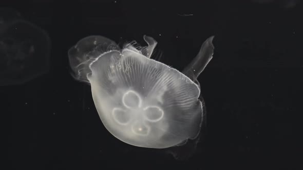 White jellyfish in an aquarium with dark water alt