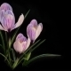 Flowers Blooming  - VideoHive Item for Sale