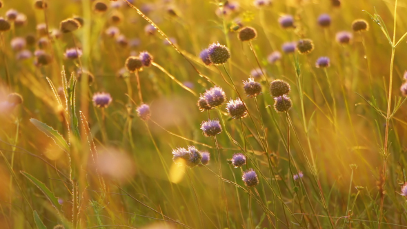Wildflowers, Sunrays and the Wind alt