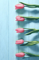 Mothers Day background.Tulips pink on blue wood - PhotoDune Item for Sale