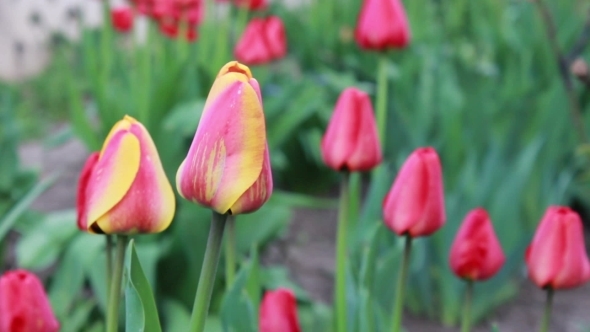 Spring Flowers Tulips In a Backyard