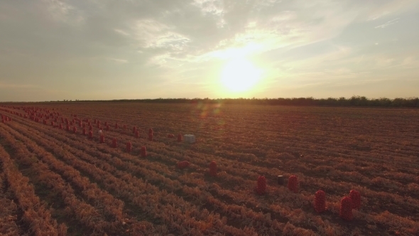 Agricultural Fields With Sacks At Sunset