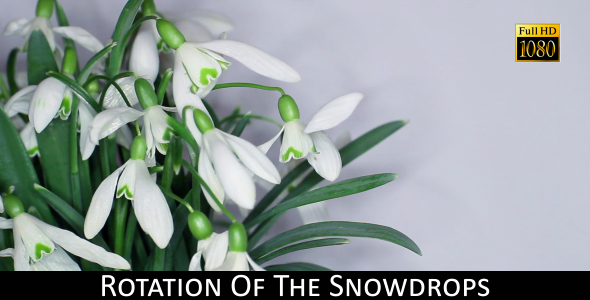 Snowdrops 2 alt