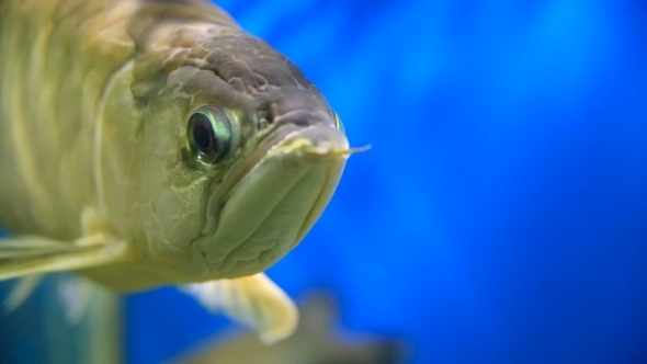 Silver Arowana (Osteoglossum Bicirrhosum) Floats In Special Tank With Lighting And Oxygen Generator alt