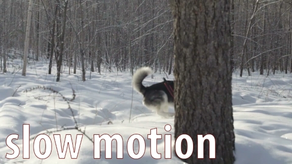 Siberian Husky Running In The Snow