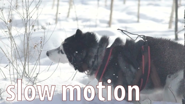 Siberian Husky Running In The Snow