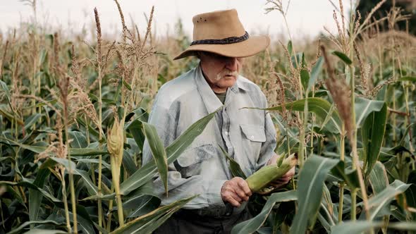 Portrait of an Elderly Male Farmer Smiling, with Gray Hair and Wrinkles, in a Hat, Standing in a alt