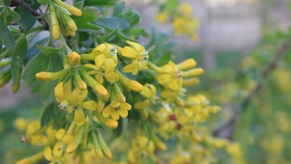 Yellow Flowers Of Currant