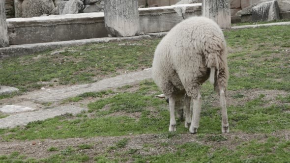 Sheep on a Green Lawn Among Ancient Ruins