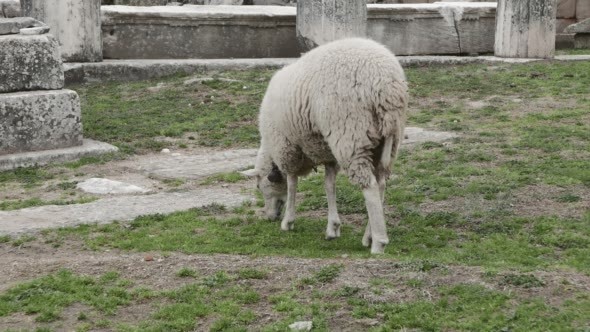 Sheep Pasturing Among Ancient Ruins
