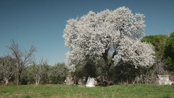 Old Almond Tree in Lush Bloom