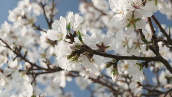 Blossom of the Almond Tree With Working Bee