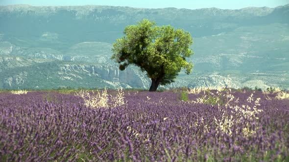 The Blossoming Lavender Fields In France alt