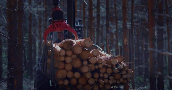 A loader of logs, lifts the cut timber and loads them into a trailer