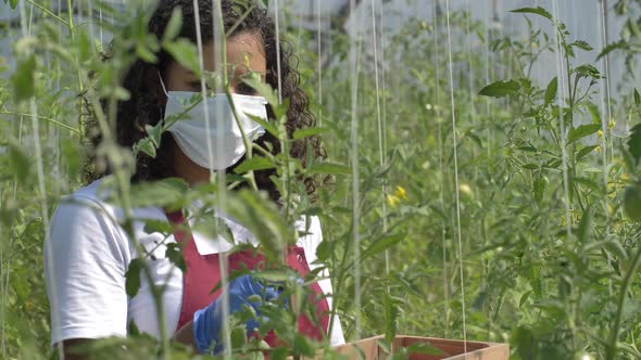 Masked Female Worker Picking Tomatoes in Hothouse alt