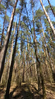 Vertical Video of the Forest Landscape Slow Motion alt