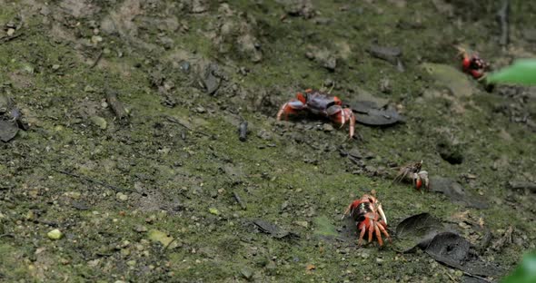 Close up Fiddler crab alt