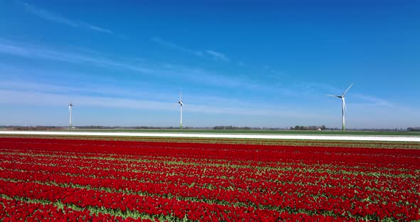 Field of Red and White tulips under spinning windmills and blue sky in northern Holland.