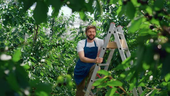 Agribusiness Owner Berry Box Collecting Fruits on Green Plantation Summer Day alt