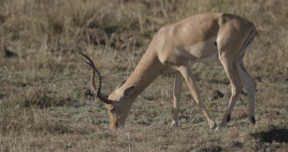 Male Impala Feeding