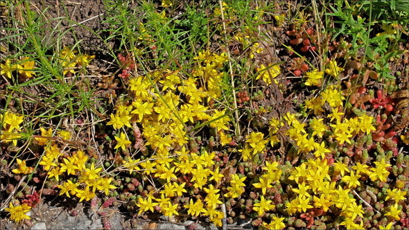 Yellow Leaves from Plants Crawling on the Soil