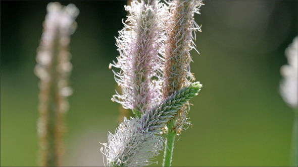 A Stalk of a Plant with Feathery Texture alt