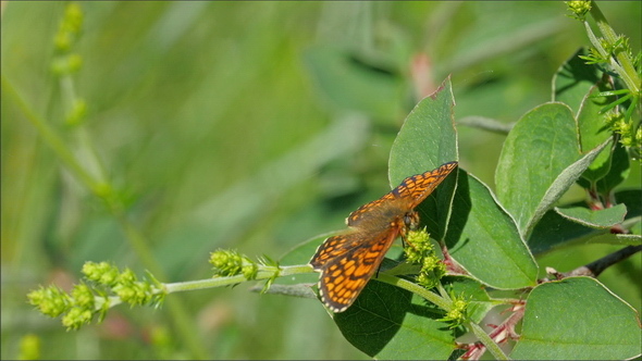 A Brown Orange Butterfly on the Plant
