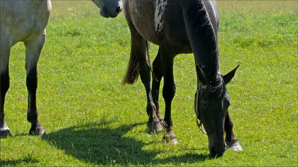 White and Black Spotted Horse on the Farm
