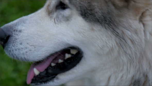 Look of the Alaska Malamute Dog 