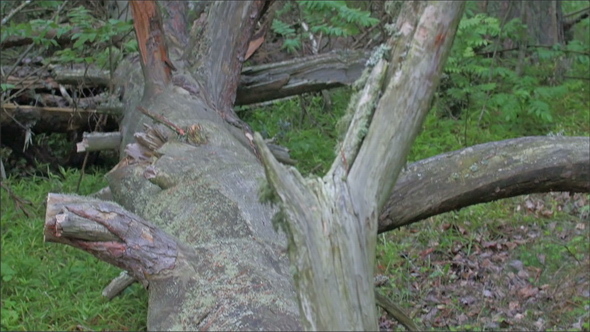 The Big Trunk of the Tree Lying on the Ground