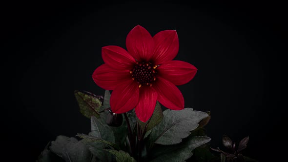 Time Lapse of Beautiful Blooming Red Flower