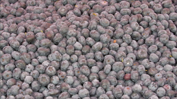 Lots of Freshly Picked Blueberries
