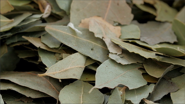 Lots of Laurel Leaves Used for Cooking